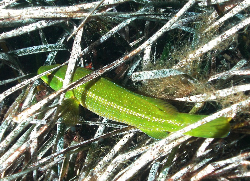 Labrus viridis (Tordo marvizzo)